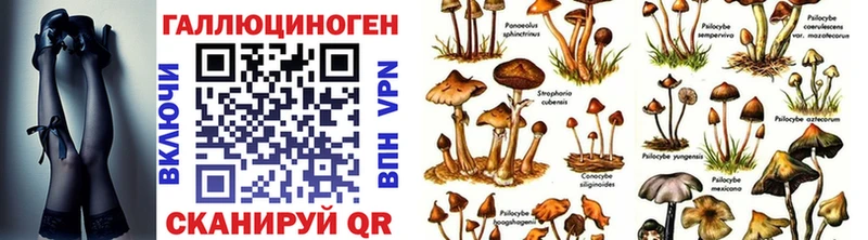 Галлюциногенные грибы Psilocybe  купить   Мостовской 